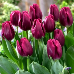 Tulpės Recreado - pakuotėje yra 5 vnt - Tulipa Recreado