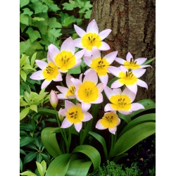 Tulpes Saxatilis - 5 gab. Iepakojums - Tulipa Saxatilis