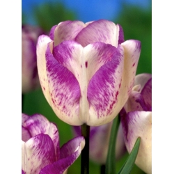 Tulipán Shirley - csomag 5 darab - Tulipa Shirley