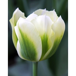 Tulipa Spring Green - Тюльпан весняний зелений - 5 цибулин