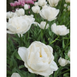 Tulipa Mount Tacoma - pacote de 5 peças