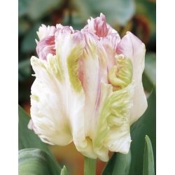 Tulipa Webers طوطی - Tulip Webers طوطی - 5 لامپ - Tulipa Webers Parrot