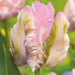Tulipa Webers Parrot - Tulip Webers Parrot - 5 bebawang