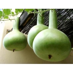 Калабас, пляшка gourd - сорт мікс - 7 насінин - Lagenaria siceraria - насіння