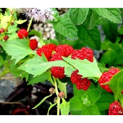 Erdbeerspinat – Chenopodium foliosum - 120 Samen