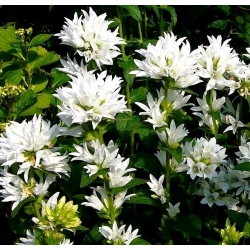 Semillas de Bellflower agrupadas blancas - Campanula glomerata alba - 2000 semillas