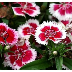 Dianthus Merry-Go-Round seeds - Dianthus chinensis - 330 seeds