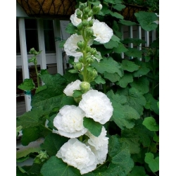 Hollyhock Chaterのダブルホワイトシード -  Althea rosea fl。 pl。 -  50種子 - Althaea rosea - シーズ