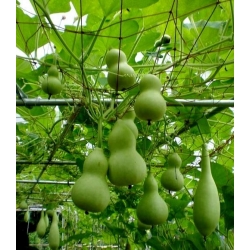 Calabaza de peregrino - variada - 7 semillas - Lagenaria siceraria