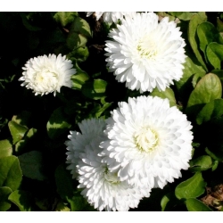 English Daisy Roggli White seeds - Bellis perennis - 600 seeds