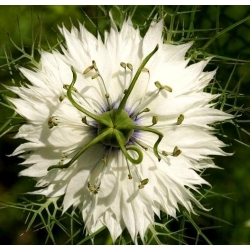 Nigella De Damasco - 1500 sementes - Nigella damascena