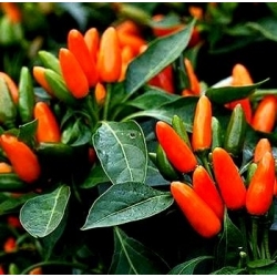 Ornamental Pepper seeds - Capsicum annuum - 100 seeds