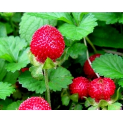 Mock Strawberry, Indian Strawberry seeds - Duchesnea indica - 250 semillas - Potentilla indica