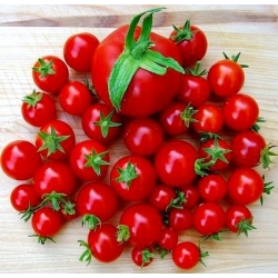 Benih Tomato Cherry - Lycopersicon esculentum - 200 biji benih - Lycopersicon esculentum Mill 