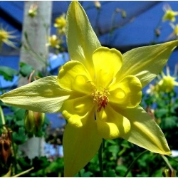 Golden Columbine semená - Aquilegia chrysantha - 270 semien