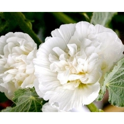 เมล็ดสีขาวคู่ของ Hollyhock Chater - Althea rosea fl PL - 50 เมล็ด - Althaea rosea