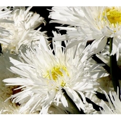Crazy Daisy, Snowdrift sementes - Crisântemo máximo fl.pl - 160 sementes - Chrysanthemum maximum fl. pl. Crazy Daisy