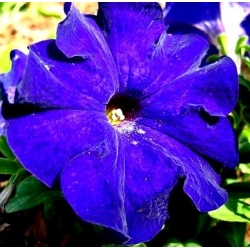 Petunia Ultra Blue seeds - Petunia x hybrida grandiflora - 80 biji - benih