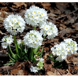 Biji Drumstick Primrose - Primula denticulata - 600 biji - Penicula denticulata - benih