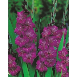 Kardvirág Violetta - csomag 5 darab - Gladiolus Violetta