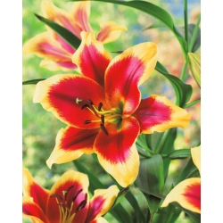 Lilium, Lily Red Dutch - bulb / tuber / root
