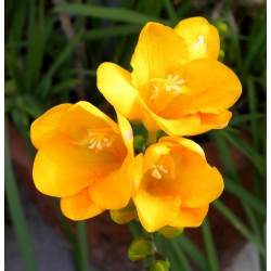 Freesia Single Yellow - 10 květinové cibule