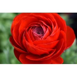 Ranunculus - Rojo - paquete de 10 piezas