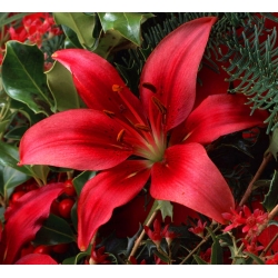 Lírio Asiático vermelho - Lilium 