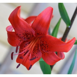 Lilium, Lily Asiatic Red - bec / tuber / rădăcină - Lilium 