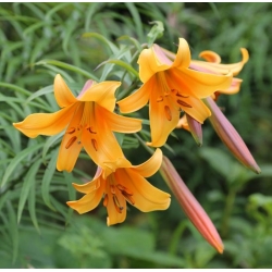 Lilium, Lily African Queen - žiarovka / hľuza / koreň