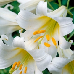 Lilium, Lily Regale Album - květinové cibulky / hlíza / kořen