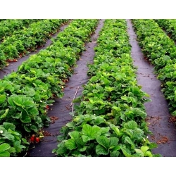 Schwarzes Unkrautvlies (Agrotextil) - zum Mulchen von Erdbeeren und Walderdbeeren - 1,60 x 5,00 m - 