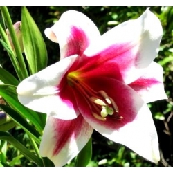 Lilium, Lily Triumphator - bulb / tuber / root