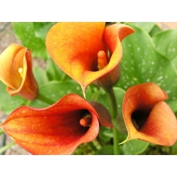 Zantedeschia, Calla Lily Orange - cibuľa / hľuza / koreň