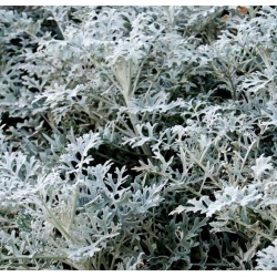 Tozlu Miller tohumları - Cineraria maritima - 380 seeds - Cineraria maritima, syn. Senecio maritima.