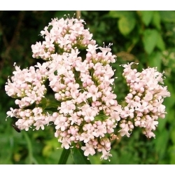 Valeriana común - 280 semillas - Valeriana officinalis
