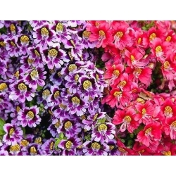 Spaltblumen, Schmetterlingsblumen gemischte Samen - Schizanthus wisetonensis - 900 Samen