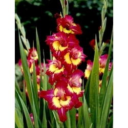 Gladiolus Far West  – 5 pcs.; Sword lily