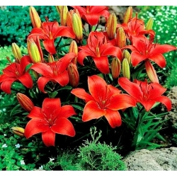 Crimson Pixie - lily kerdil - 1 pc - Lilium