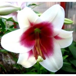 Lilium, Lily Triumphator - bulb / tuber / root