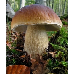 Mykorhizní vakcína (mycorrhiza) - porcini - kluzák jack - bay bolete - jedlé lesní houby \ t