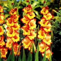 Gladiolus, Gladiole, Schwertblume Princess Margaret Rose - 5 Zwiebeln