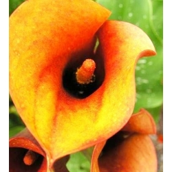 Zantedeschia, Calla Lily Portocaliu - bulb / tuber / rădăcină