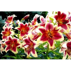 Lilium, Lily Red Dutch - bulb / tuber / root