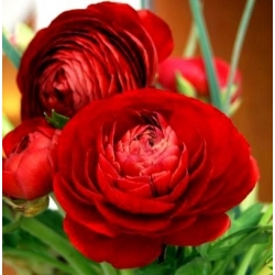 Ranunkelsläktet - Röd - paket med 10 stycken - Ranunculus