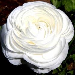 Boterbloem - wit - pakket van 10 stuks - Ranunculus