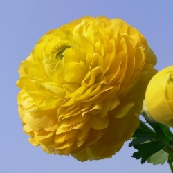 Tulikas - kollane  - pakend 10 tk - Ranunculus