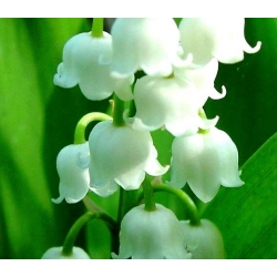 Convallaria Majalis, Lily of the Valley