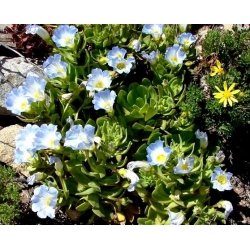 Nolana Blue Bird זרעים - Nolana grandiflora - 125 זרעים - Nolana paradoxa
