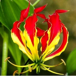 Gloriosa, Api Lily, Api Lily Rothschildiana - bebawang / umbi / akar